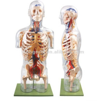 Transparente menschliche Anatomie Körper Modell mit inneren Organen, transparente Modell Körper